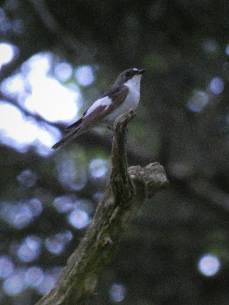 European Pied Flycatcher - ML346458351