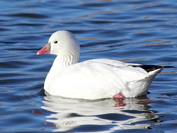 Ross's Goose - ML34645901