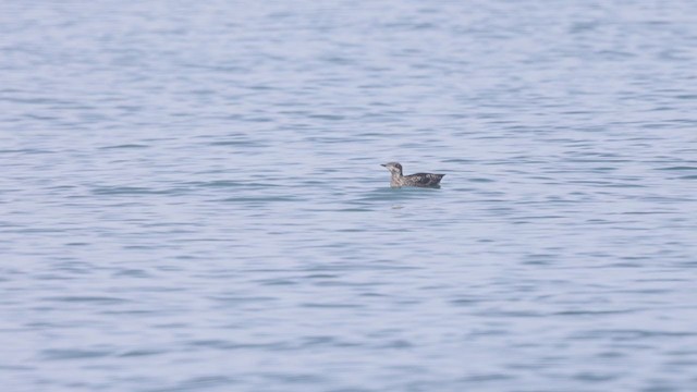 Guillemot à long bec - ML346460651