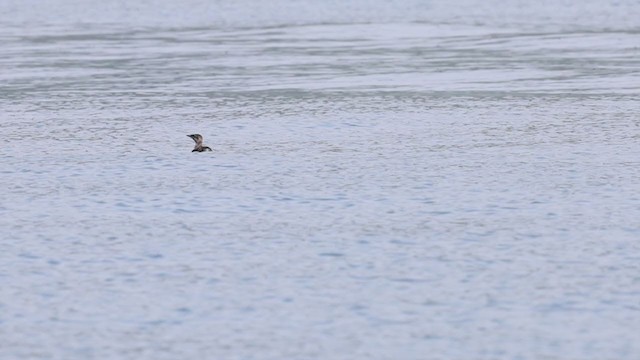 Guillemot à long bec - ML346464051