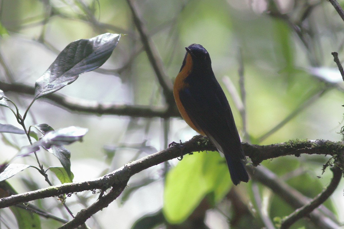 Rufous-breasted Bush-Robin - Dibyendu Ash