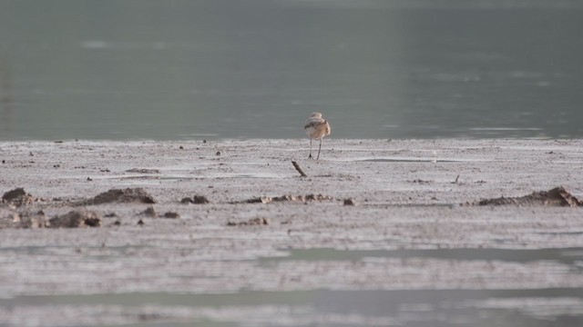 Greater Sand-Plover - ML346466091