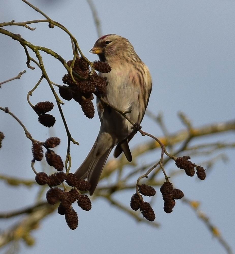 Redpoll (Common/Lesser) - Thorsten Hackbarth