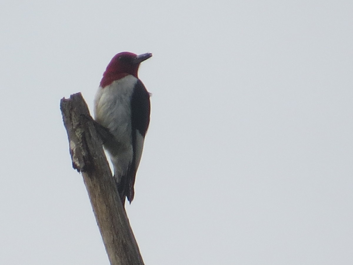 Red-headed Woodpecker - ML346466981