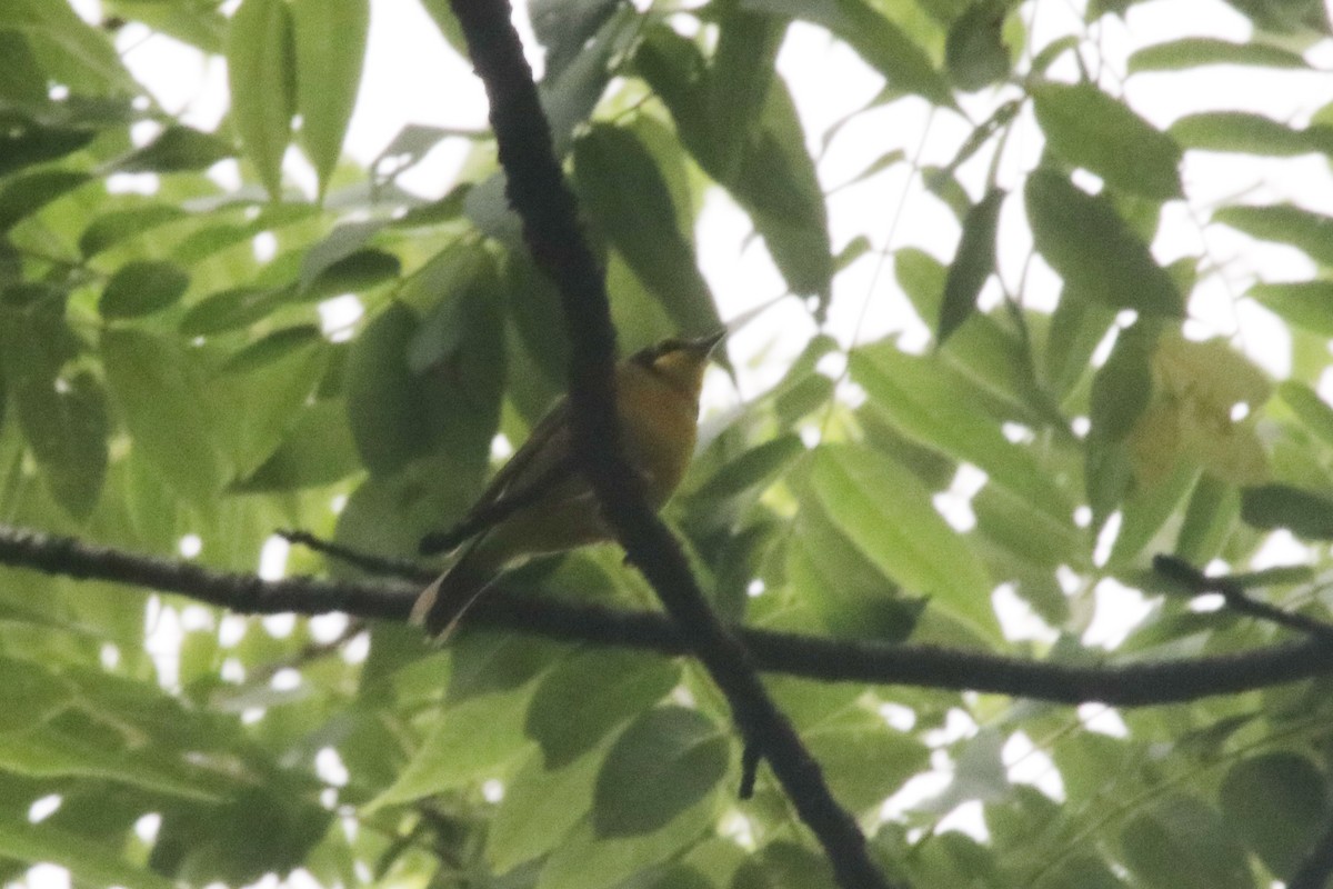 Kentucky Warbler - ML346467351