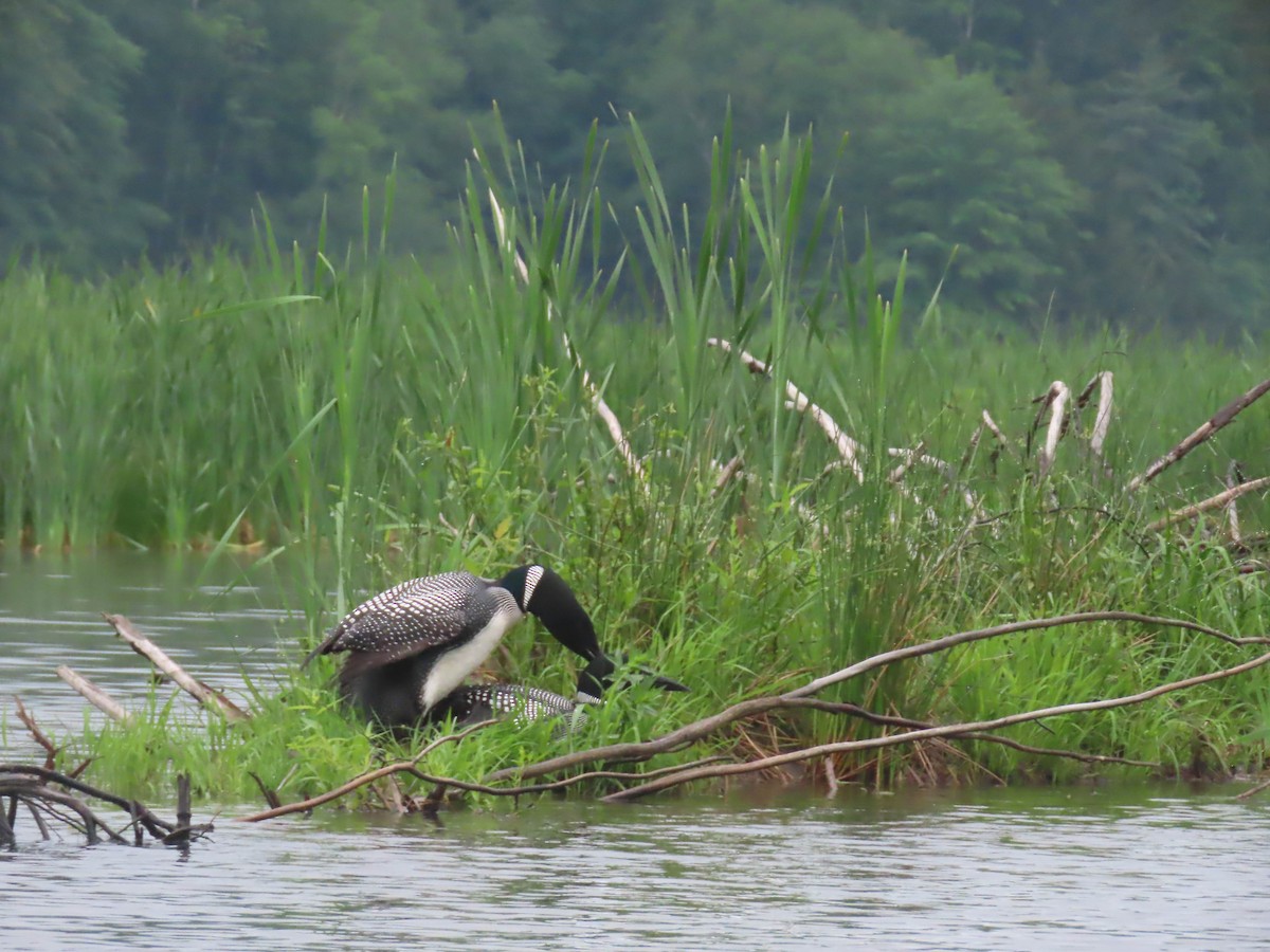 Plongeon huard - ML346467581