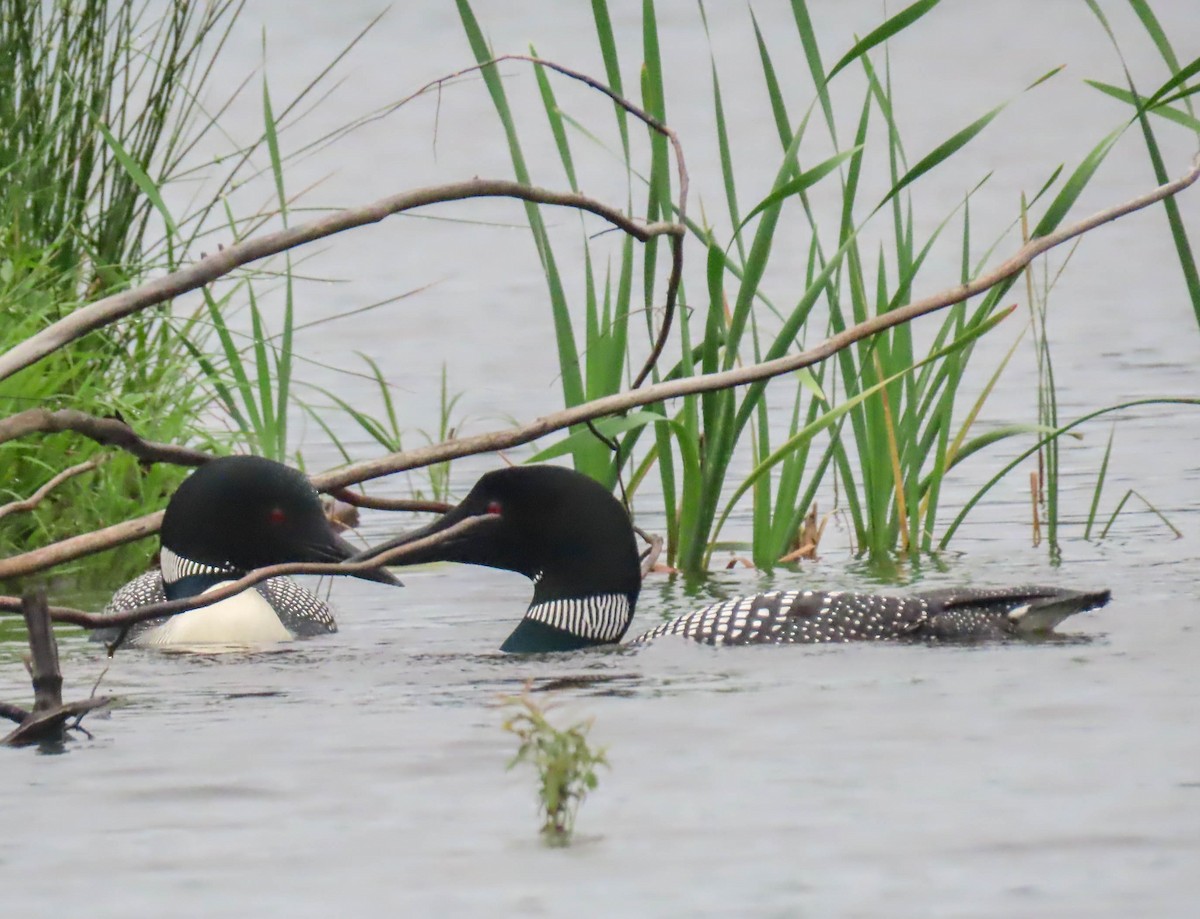 Plongeon huard - ML346467591