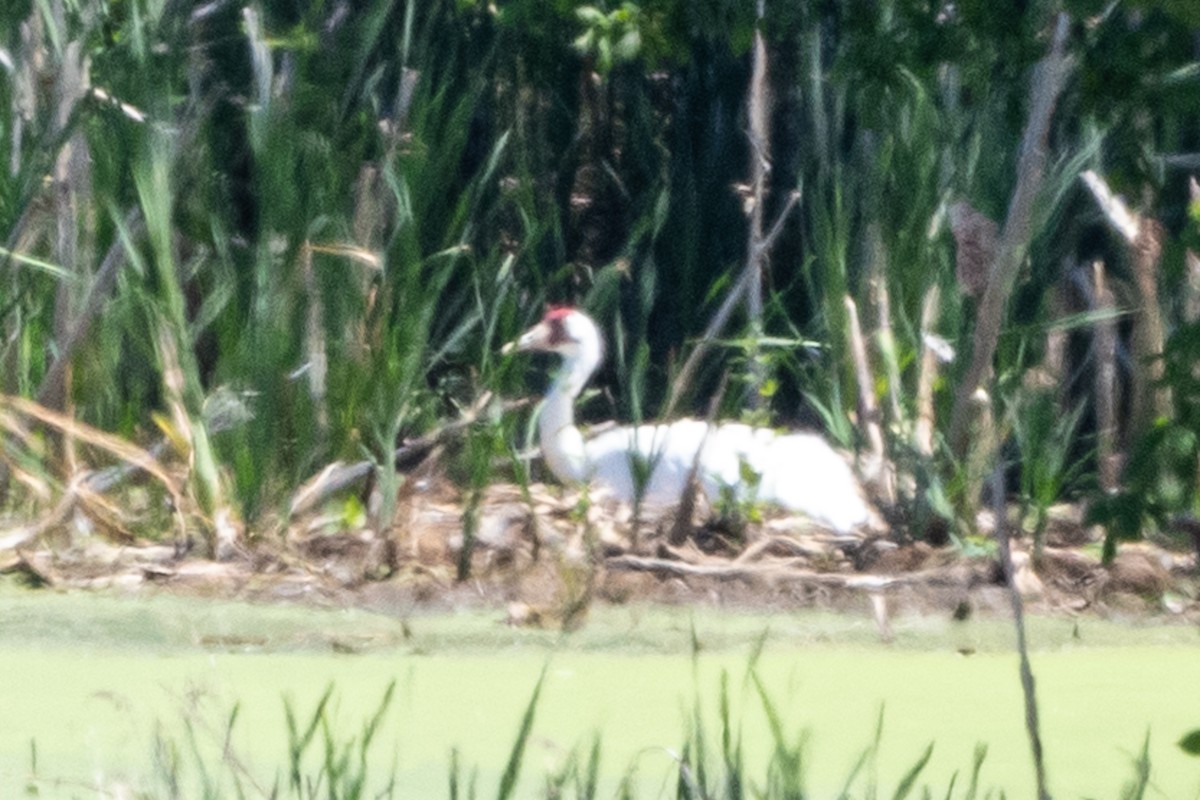 Whooping Crane - ML346467601