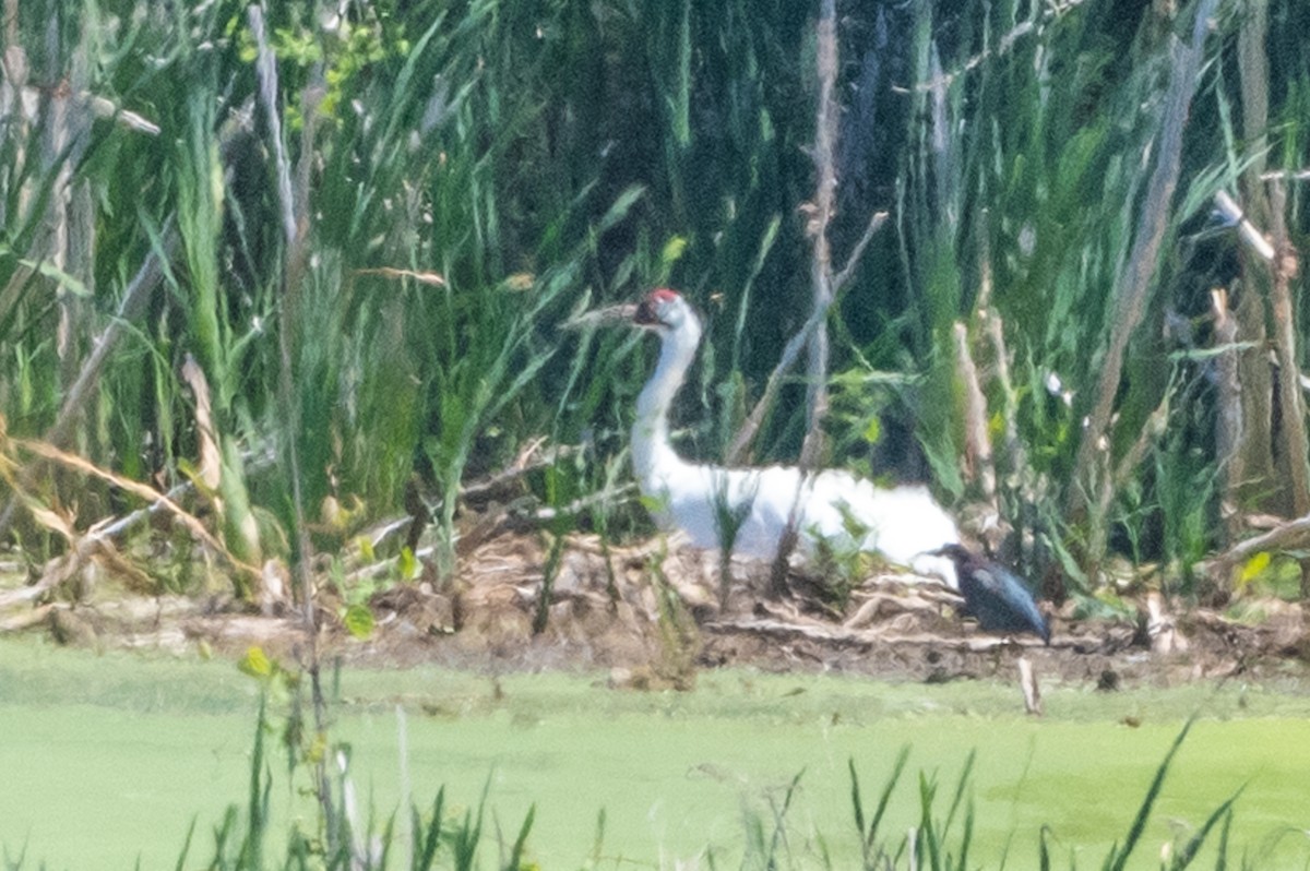 Whooping Crane - ML346467631