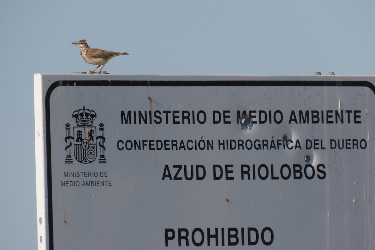 Crested Lark - ML346469171