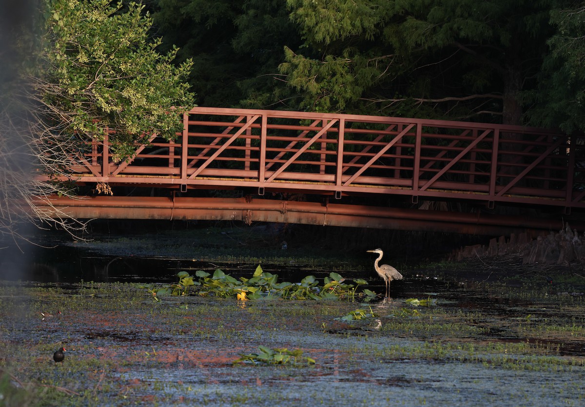 Great Blue Heron - ML346469611