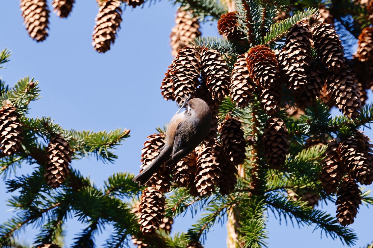 Boreal Chickadee - ML346470541