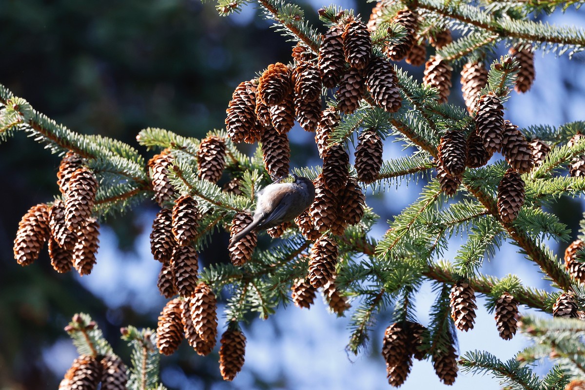 Boreal Chickadee - ML346470561