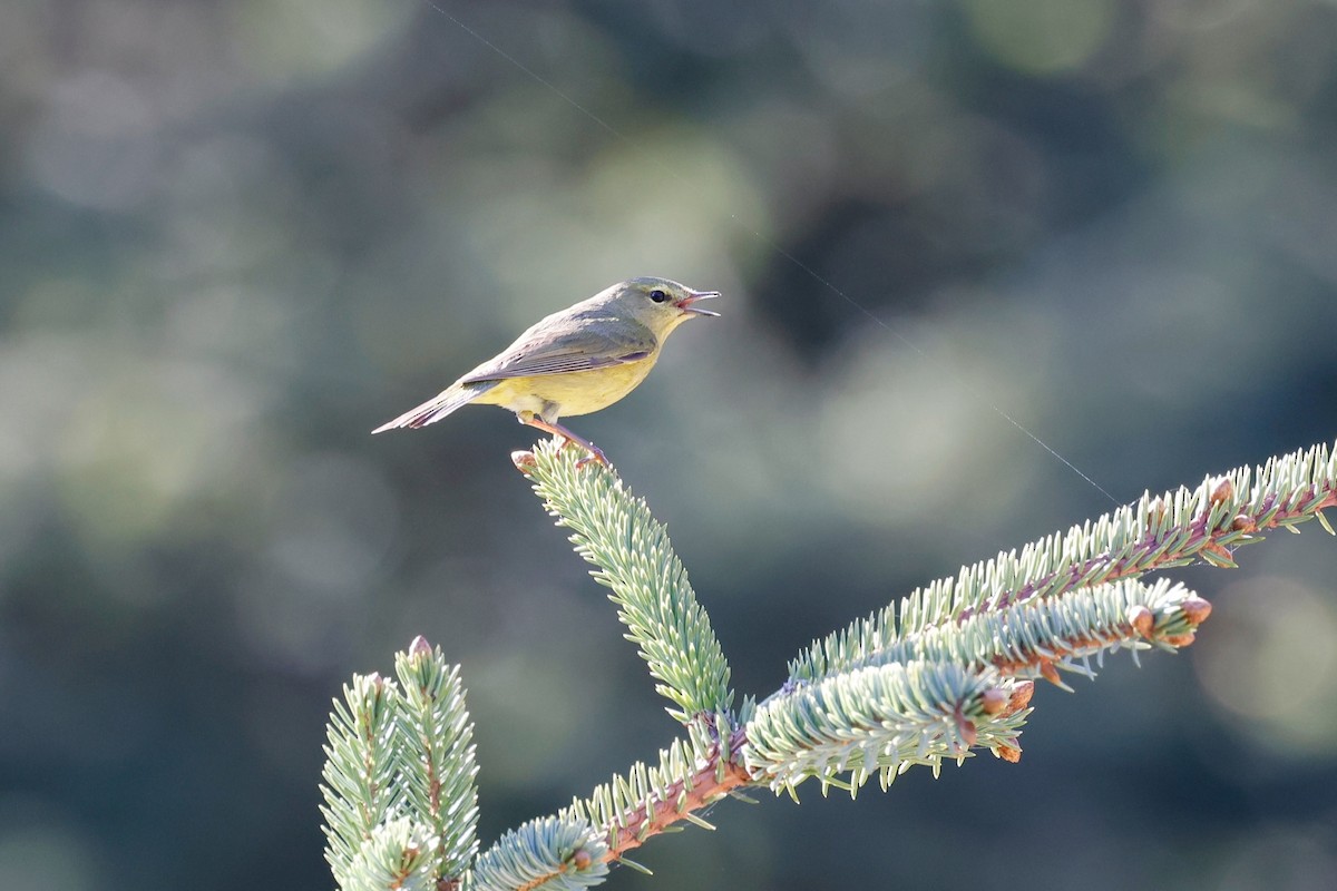 Orange-crowned Warbler - ML346470641