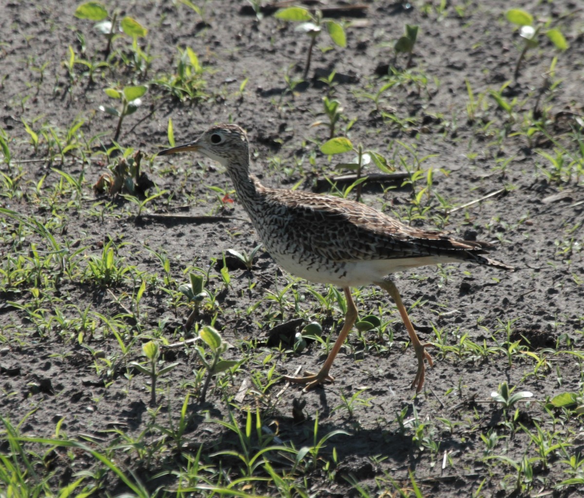 Upland Sandpiper - ML346470741