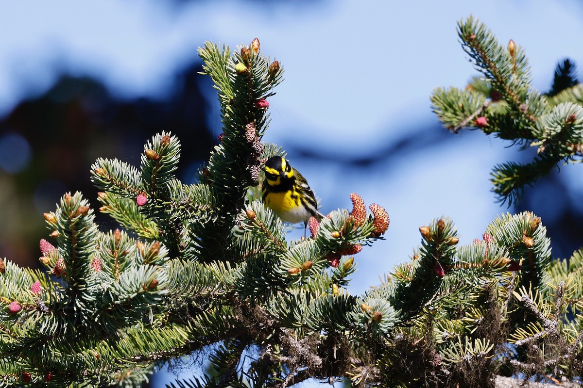 Townsend's Warbler - ML346470871