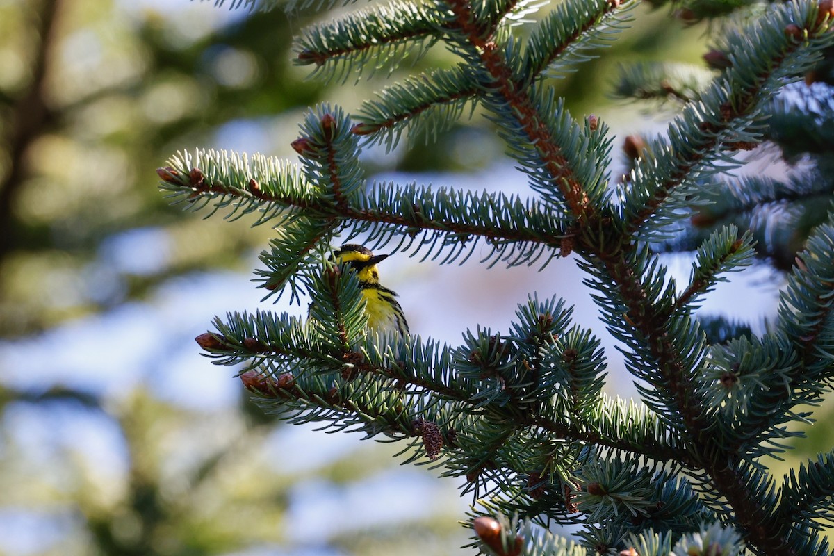 Townsend's Warbler - ML346470881