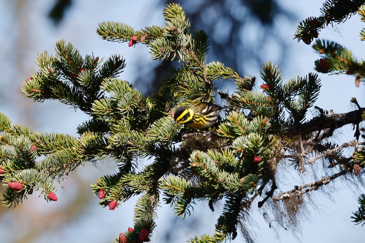 Townsend's Warbler - ML346470891