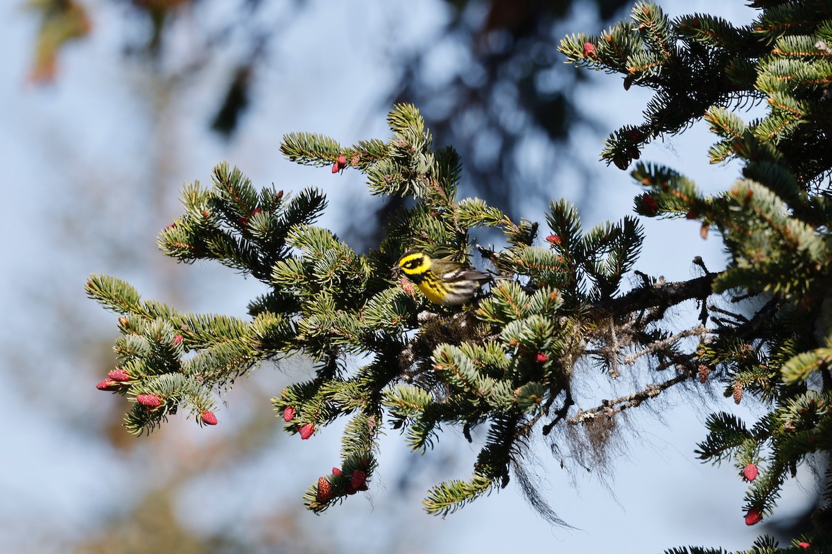 Townsend's Warbler - ML346470901