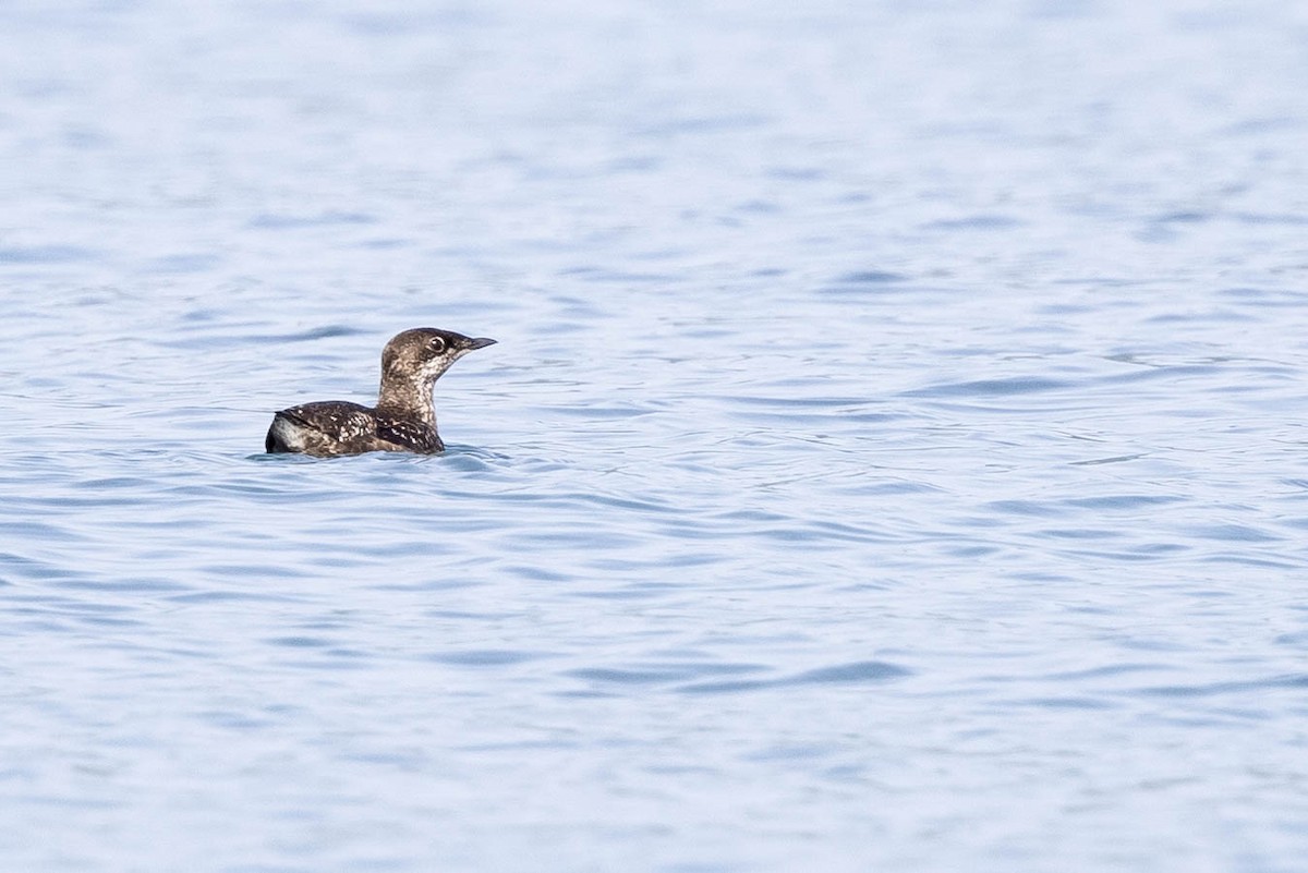 Long-billed Murrelet - ML346470991