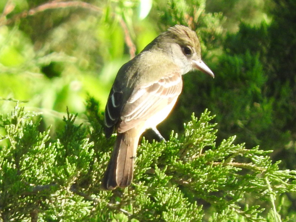 Great Crested Flycatcher - ML346471981