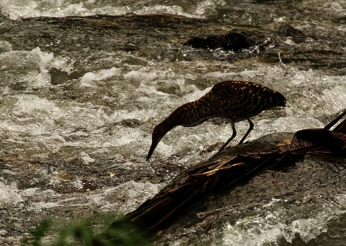 Fasciated Tiger-Heron - ML346472001