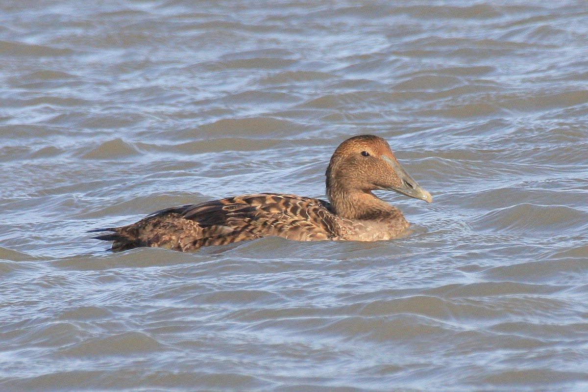 Common Eider - Pierre Howard