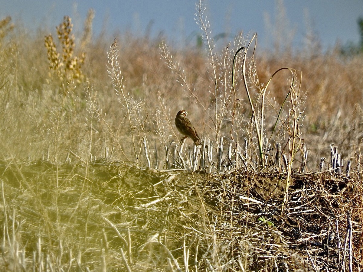 Lark Sparrow - ML346472861