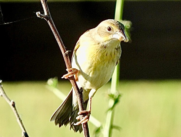 Dickcissel - ML346473951