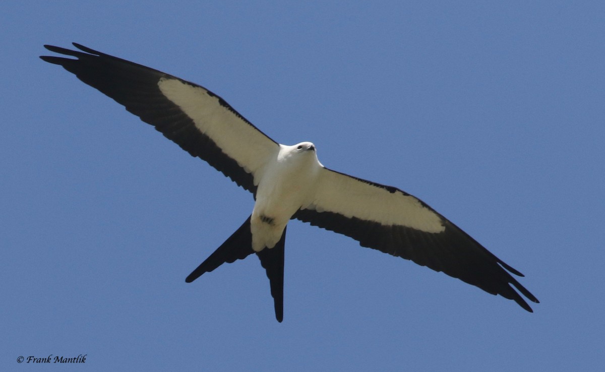 Swallow-tailed Kite - ML346474601