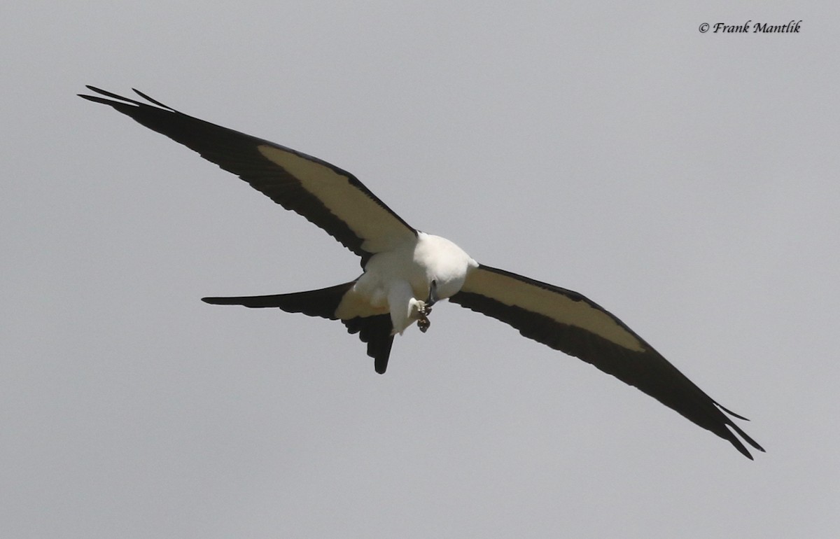 Swallow-tailed Kite - ML346474611