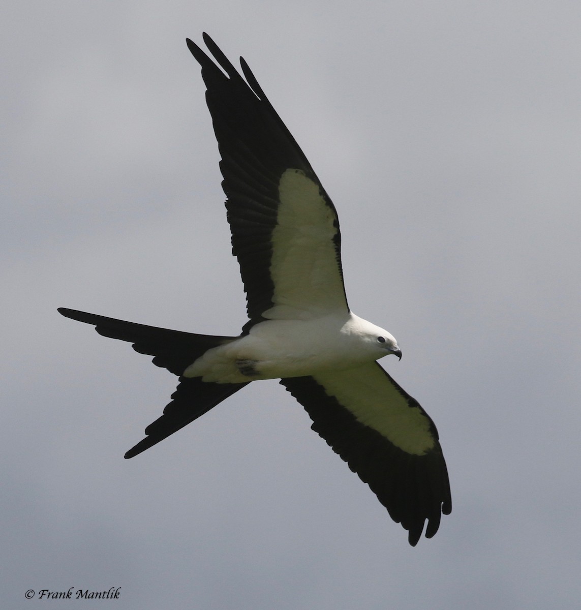 Swallow-tailed Kite - ML346474621