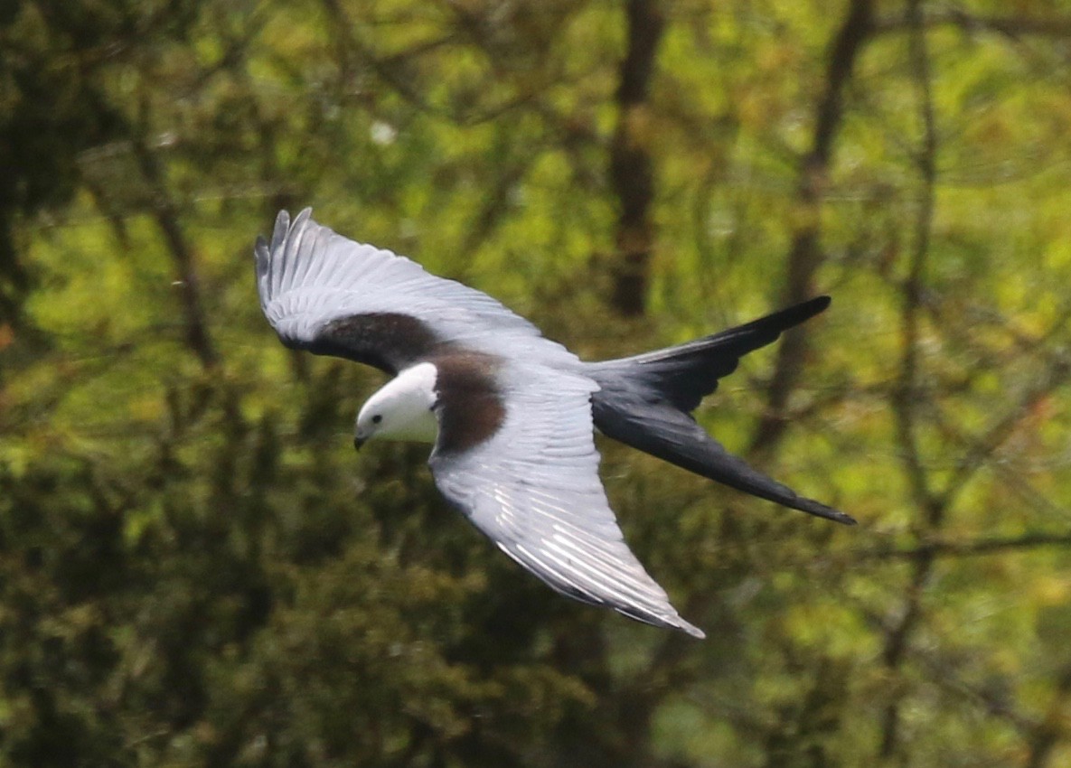 Swallow-tailed Kite - ML346474631