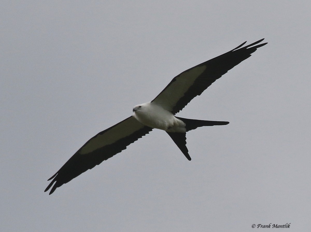 Swallow-tailed Kite - ML346474641