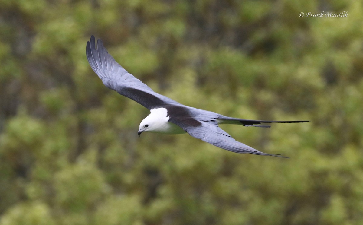 Swallow-tailed Kite - ML346474651