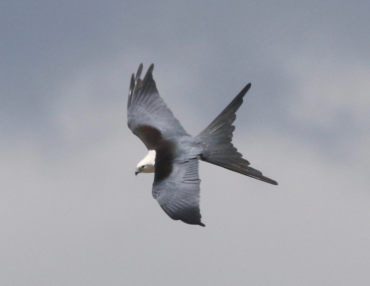 Swallow-tailed Kite - ML346474661
