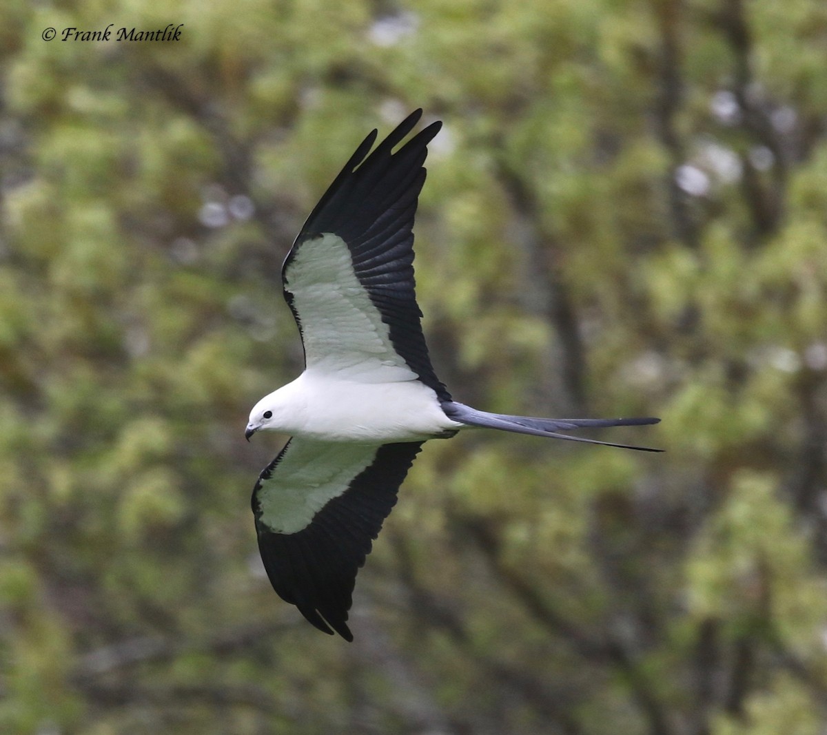 Swallow-tailed Kite - ML346474681