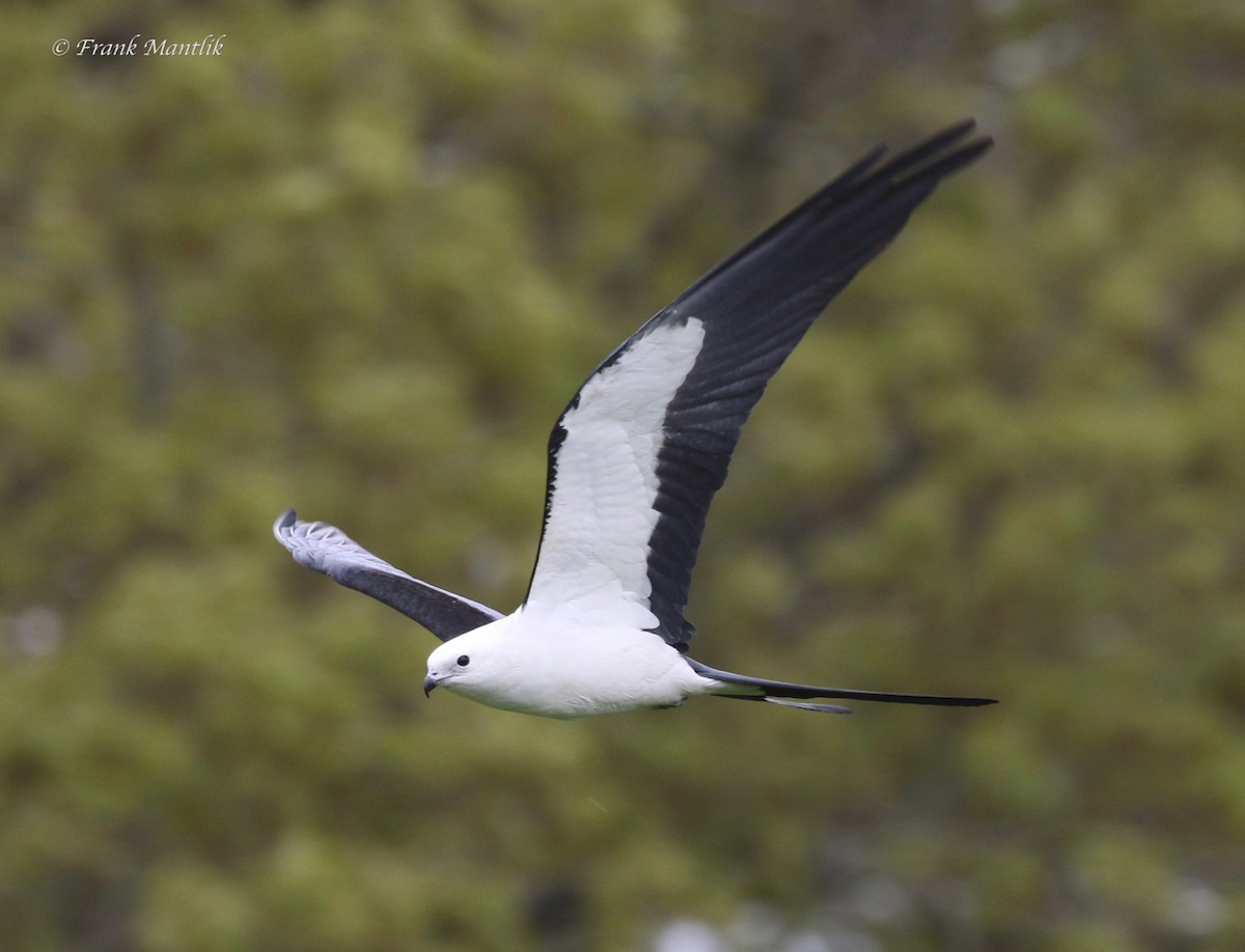 Swallow-tailed Kite - ML346474691