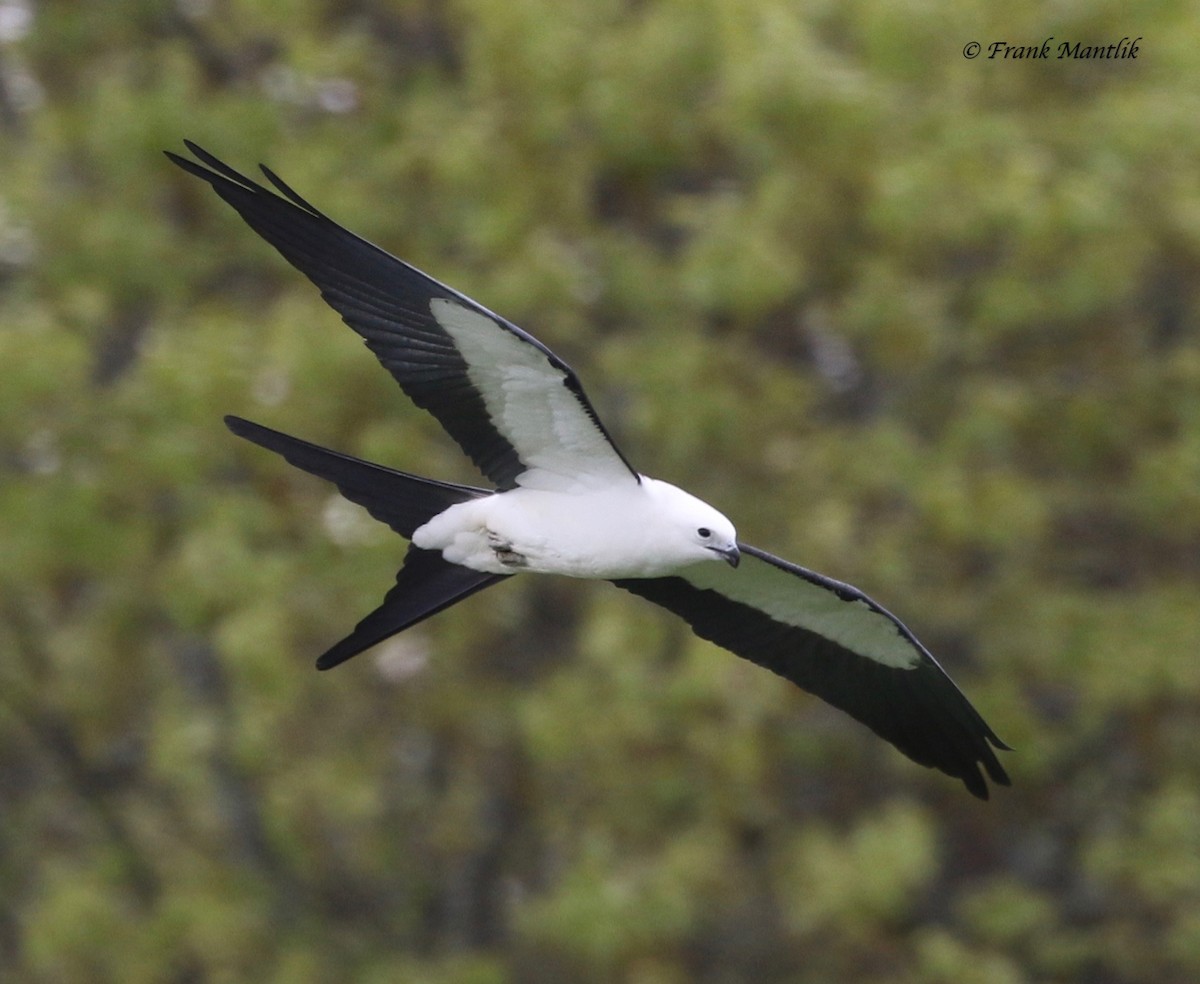 Swallow-tailed Kite - ML346474701