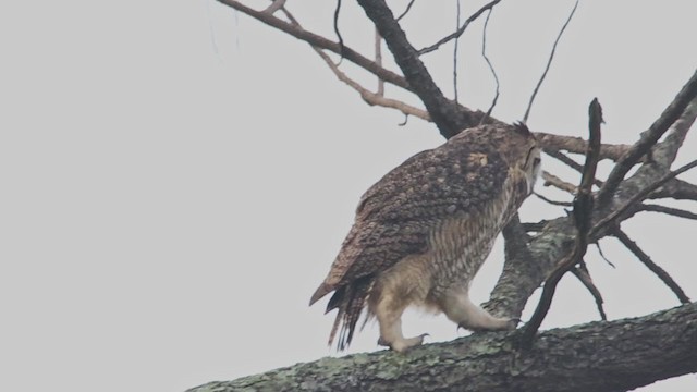 Great Horned Owl - ML346474811