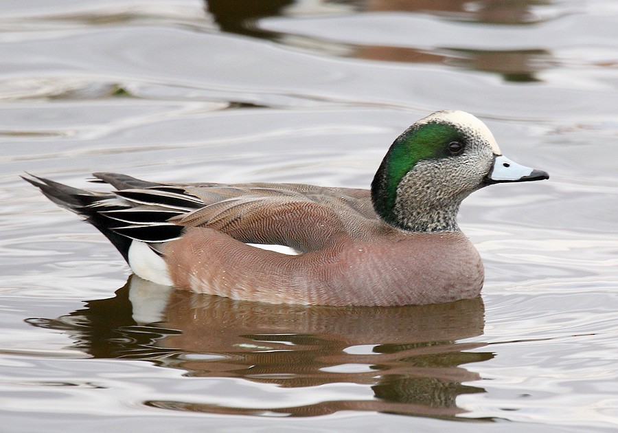 American Wigeon - ML34647581