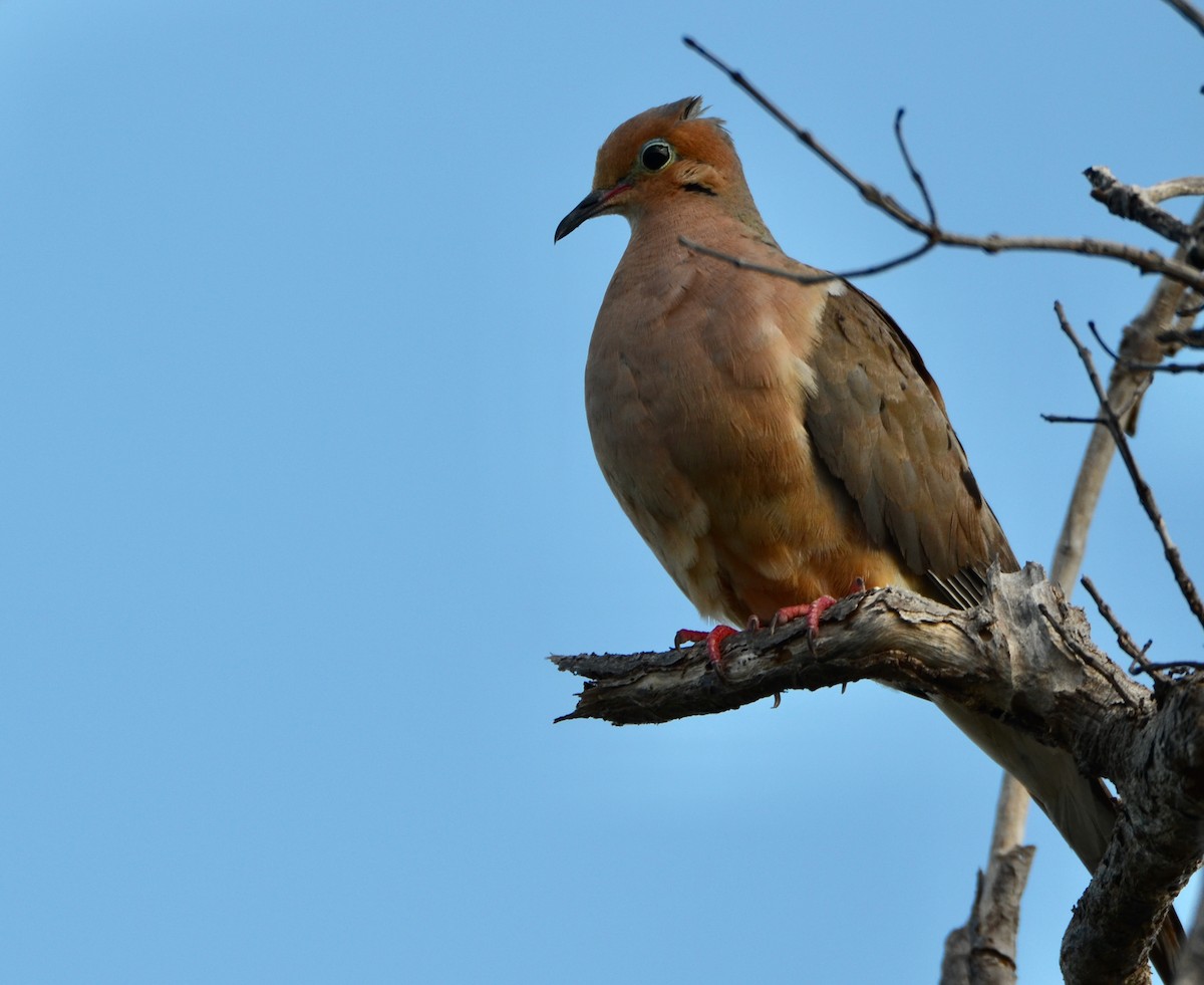 Mourning Dove - ML346476121