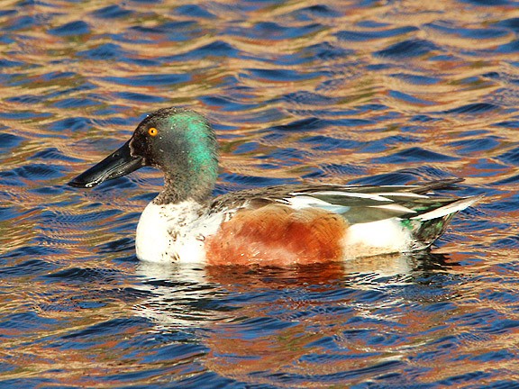 Northern Shoveler - ML34647621