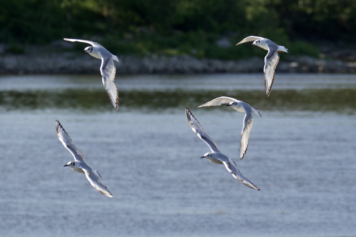 Bonaparte's Gull - Carl Carson