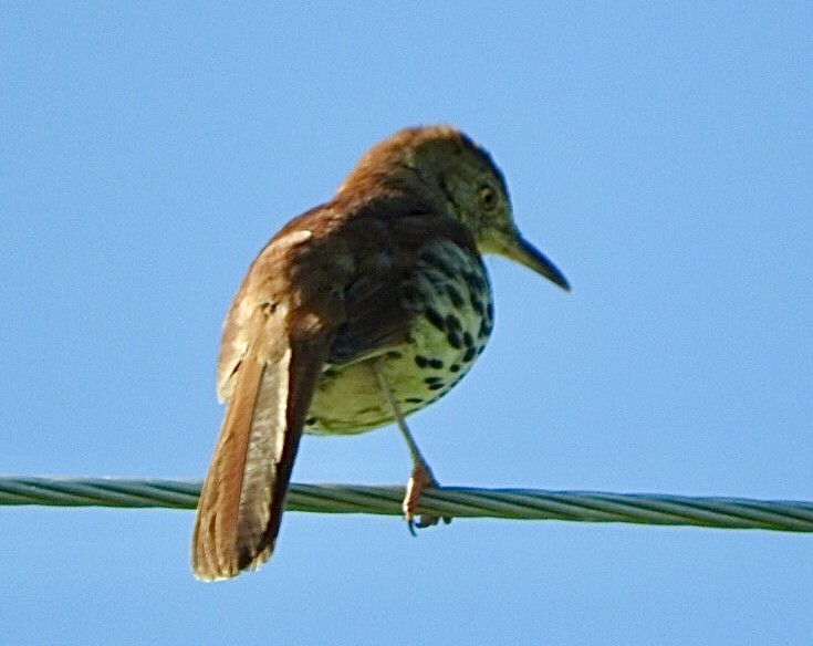 Brown Thrasher - Barbara Paulus