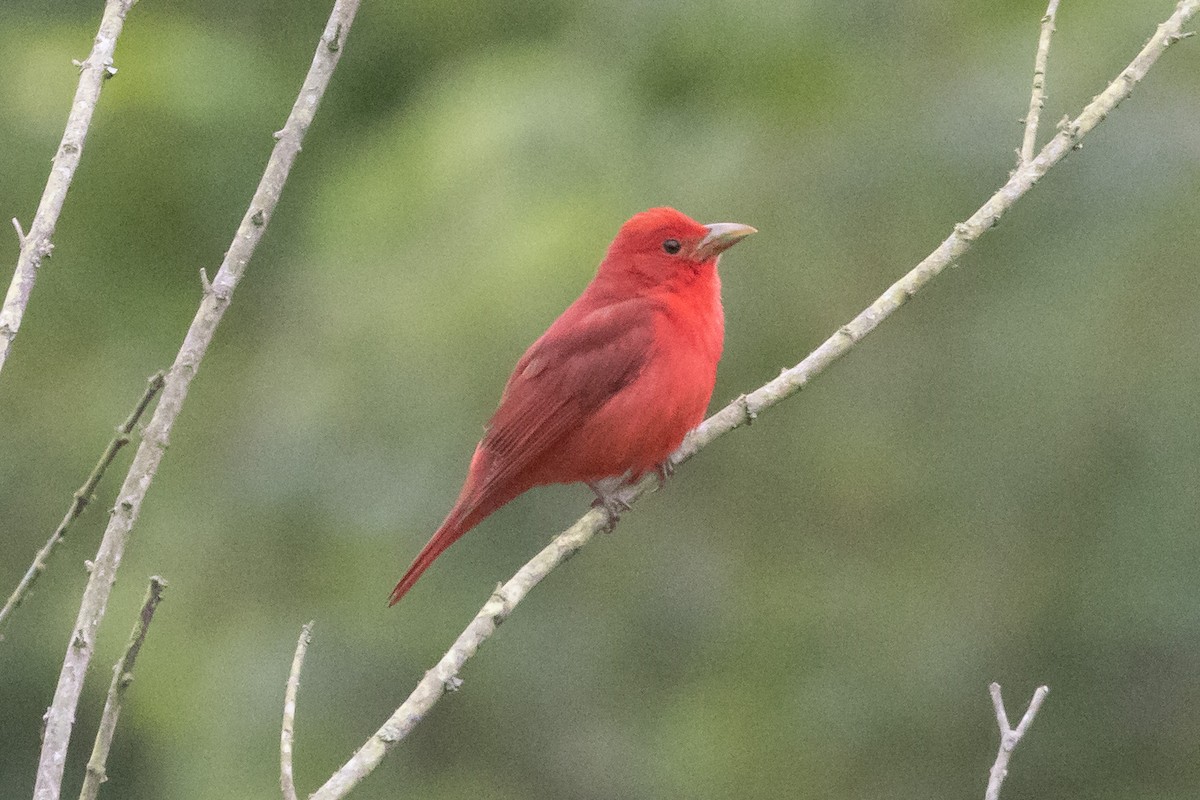 Summer Tanager - ML346478681