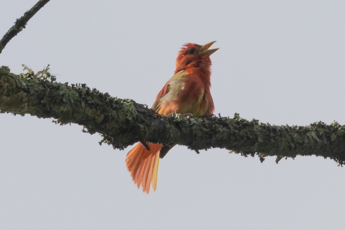 Summer Tanager - ML346478691