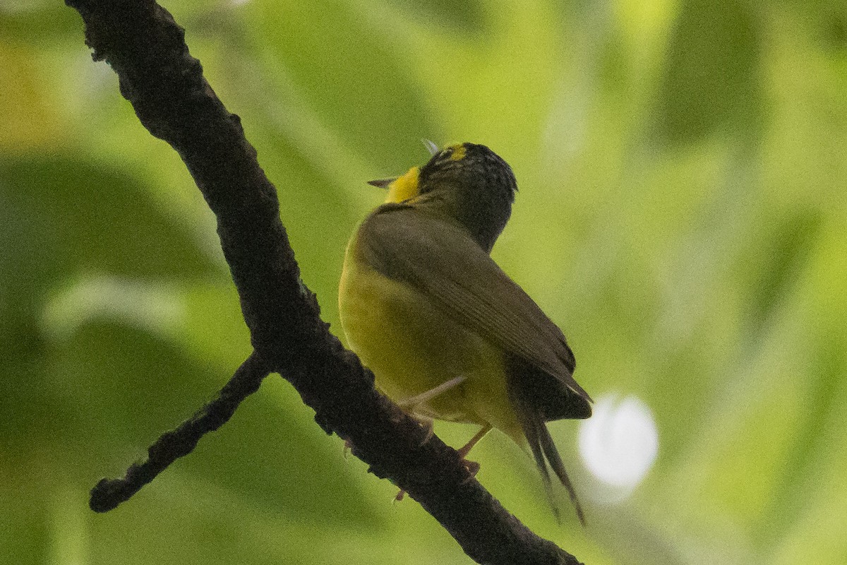 Kentucky Warbler - ML346478791