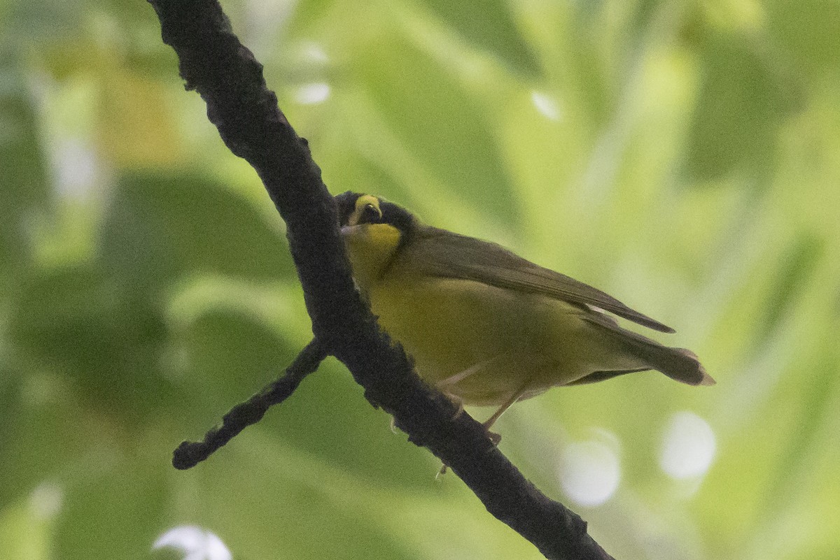 Kentucky Warbler - ML346478851