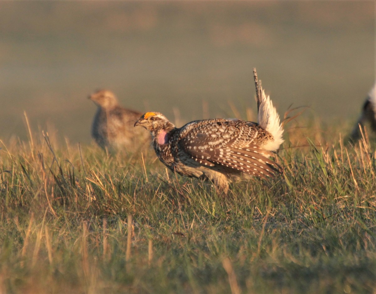 Sharp-tailed Grouse - Russ Ruffing